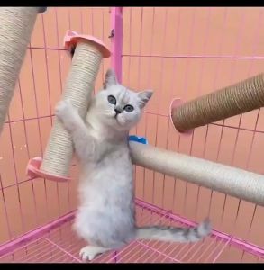 BÀN CÀO MÓNG GẮN CHUỒNG CHO MÈO KÈM CANIP 32CM - BÀN CÀO MÓNG MÈO