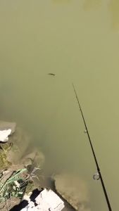 Mồi Câu Giả Minnow Nổi Chất Liệu Nhựa Cứng 8cm Mắt 3D Mồi Crankbait Nổi Mặt Nước Kèm 2 Lưỡi Câu Dành Cho Cá Bass Câu Biển Câu Đá.