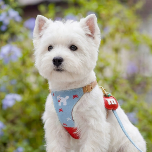 MIAOXIAOYUAN | Comfortable Neck Protection Dog Harness