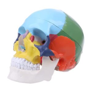 Painted Life Size Human Skull Medical Science Anatomical Model Anatomy Adult With Removable Skull Cap And Articulated Mandible
