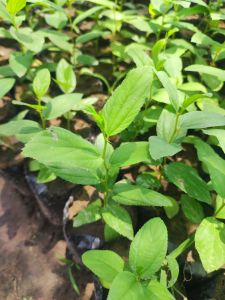 ต้นกล้าพุทราป่า ขนาด 15-20 cm