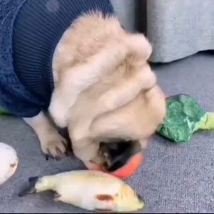 Pet Chewing toys Dog Toy for bite Puppy Cute Soft Plush Toy Resistant Squeaky Cat Chewing toys training 宠物猫狗玩具耐咬益智有声玩具训练玩具兔子玩具