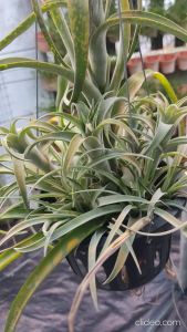 Tillandsia Capitata peach clump / Air Plant / 空气凤梨- 卡比塔塔桃红