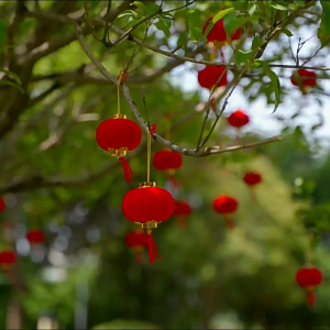 Set Lồng Đèn Mini Đỏ Trang Trí Tết Chất Liệu Nhựa Bọc Nhung Lồng Đèn Treo Cây Cảnh 5cm Decor Nhà Cửa Phong Thủy May Mắn