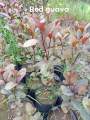Guapple Fruit tree Hybrid Seedlings High Yield/Red Guava. 