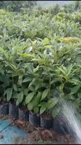 Bibit Alpukat Hass & Bibit Stek: Panduan Lengkap