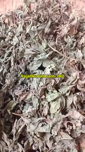 Daun Bluntas Kering Terlaris