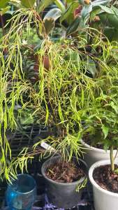 หลิวออสเตรีย ใบสวย ทรงเก๋ ขนาด6นิ้ว