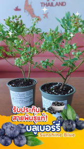 ต้นบลูเบอร์รี่  SunShine Blue พร้อมส่งต้นฟอร์มสวย (ไม้สายยุโรป) รับประกันสายพันธุ์แท้สามารถติดดอกออกผลทุกปี