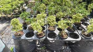 #ต้นเพรมน่าด่างไต้หวัน (Premna Taiwan) เป็นต้นไม้ที่นิยมนำมาทำบอนไซ #เพรมน่าด่าง" เป็นชื่อเรียกของต้นไม้ชนิดหนึ่งที่มีใบด่าง (สีเขียวสลับสีขาวหรือสีเหลือง) ซึ่งเป็นที่นิยมนำมาทำเป็นบอนไซ(ต้นไม้ดัด) เนื่องจากเลี้ยงง่ายและมีใบที่สวยงาม. นอกจากนี้ยังมีความเช