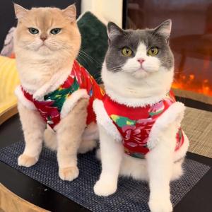 New Year Celebration Pet Clothes Warmth Gradient Blue Cat Northeast Big Flower Tang Suit Puppy Dog Costume Festive Pet Apparel