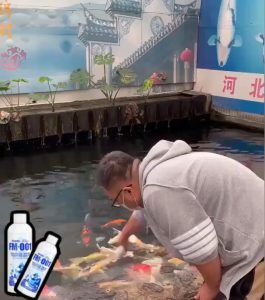 เลือกคลินิกแบบเข้มข้น จุลินทรีบ่อปลา น้ำยาปรับสภาพน้ำ 12 ชั่วโมงใวิน้ำใสขึ้น ฉีดรักษาและเสริมแร่ธาตุให้ดูแลสุขภาพปลา