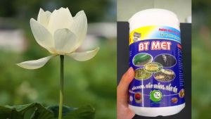 Nấm 3 Màu ký sinh trừ sâu rầy rệp côn trùng hại cây trồng - BT MET - Hộp 1kg