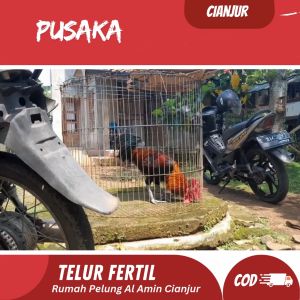 Telur Ayam Pelung Bulu Pusaka Merah Untuk Ditetaskan Fertil