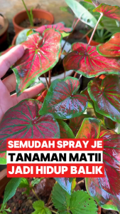 [GREAT SALE]🌿 Baja Super Subur Plus – Versi Terbaru Super Subur: Baja Terbaik untuk Semua Jenis Tanaman 🌿