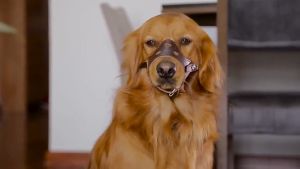 Pet dog mouth sets adjustable Muzzle Mask Anti-Biting anti-barking anti-accidental eating Mouth Cover Dog Adjustable Breathable Pet Dog Mouth Cover