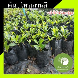 ต้นไทรเกาหลี ไม้พร้อมปลูก ตรงปก ไม้ประดับ น่าปลูก ต้นไม้ตายระหว่างขนส่ง เคลมฟรี