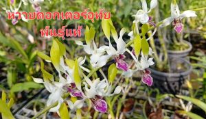 หวาย Doctor อุทัย ต้นแท้หายาก ด่วนมีจำนวนจำกัด