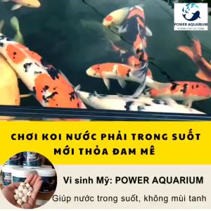 Viên vi sinh Mỹ Power Aquarium (Viên to 3g) | Làm trong nước khử mùi tanh cho hồ cá Koi (Hàng Cty)