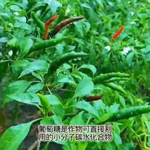 绿陇 葡萄糖钛 有机水溶肥料 Glucose Titanium Organic Water Soluble Fertilizer Baja Larut Air Organik Titanium Glukosa 叶面肥 水溶肥料 增加口感上色