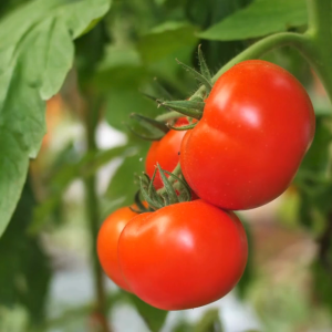 Tomato Seeds Approx. 30 Seeds | High Yield Heirloom Variety | Easy to Grow Vegetable Seeds for Home Garden Pots & Farm