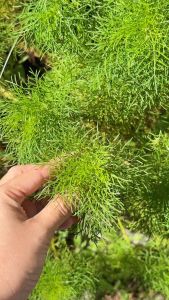 Cây Tùng Nho Trồng Trang Trí Ban Công Đẹp Và Dễ Chăm Sóc Jun Garden