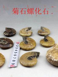 Natural Sun Snail Sheep Horn Snail Wealth Attraction Lucky Shell Home Decorations Childrens Education Daily Gifts