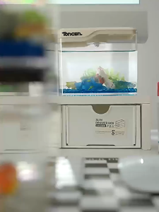 Spring Home ตู้ปลา ตู้ปลาทองตั้งโต๊ะ มี 2 สีให้เลือก การส่งผ่านแสง 99% อ่างปลาเล็ก ความสะดวกในการใช้งาน ทนทาน