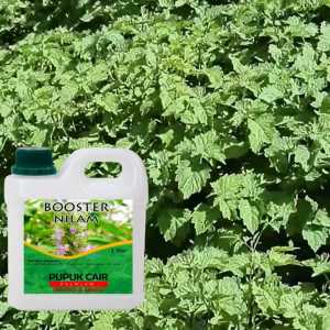 Pupuk Cair Booster Tanaman Nilam 1 liter Penyubur Memperbanyak Minyak & Melebatkan Daun Nilam