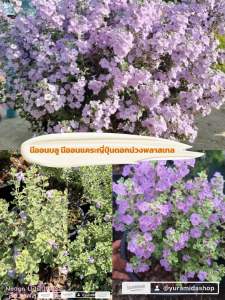 #นีออนแคระญี่ปุ่น หรือ นีออนบลู  หายาก  ดอกดก ทนแดด ทนแล้ว ดอกมาตลอดปี #นีออน #นีออนแคระ #นีออนดอกม่วงพลาสเทล