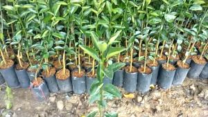 ส้มแมนดารินไร้เมล็ดออสเตรเลีย เนื้อฉ่ำ รสหวาน ผลผลิตสูง ทาบกิ่งสูง 50-70ซม