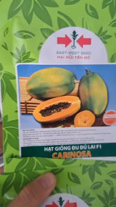 (Gói 65 hạt) Hạt Giống Đu Đủ Lai F1 Carinosa Hai Mũi Tên Đỏ - Kháng bệnh tốt trái to tròn nặng ký