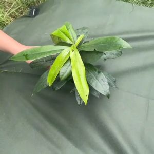 ❁ หนา 100 gsm. ทนทานมาก ❁ ผ้าคลุมดินเกรดพิเศษ ผ้าคลุมวัชพืช ผ้าคลุมหญ้า🌿 น้ำซึมไหลผ่านได้ดี [ยกม้วน] by Qkong