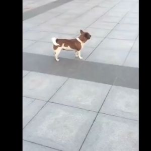 🚫🐕No dogs within 1000 meters🚫🐕 45000Hz dog repeller ultrasonic dog repellent device outdoor stop dog barking control device 3 in 1 drive out the dogs/Train the dog/Lighting Preventing dog chases 驱狗器