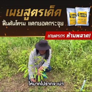 ดินทอง ปรับดินให้ฟู ร่วนซุย เพิ่มออกซิเจนในดิน เร่งการแตกราก แตกยอด ทำให้ยอดมาสม่ำเสมอ