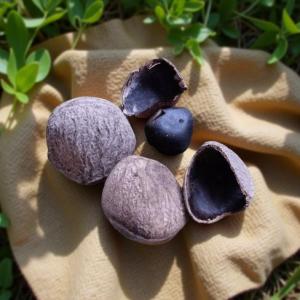 Kliwek Picung Kepayang 1Kg Yang Sudah Hitam Bumbu Rawon Sambal