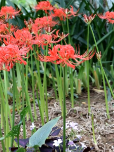 3 củ giống hoa bỉ ngạn hoa màu đỏ