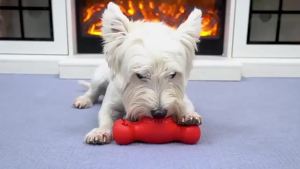 3in1 Chew Toy: Frozen Treat Dispenser for Aggressive Chewers Large Dog Enrichment with Peanut Butter Grooves Easy Clean