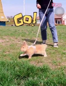 Pet Harness With Leash Adjustable Animals Dogs Cats Leash Walking Leash for 1-3kg/3-6kg Pets