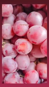Bibit Anggur Import Merah Super Manis