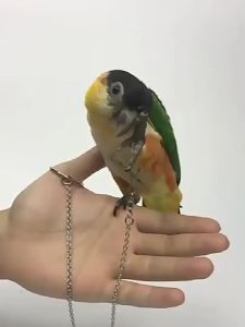 80cm Bird leash with ring Parrot leg ring Metal bird training rope for lovebird parakeet