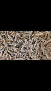 Red alingatong roots
