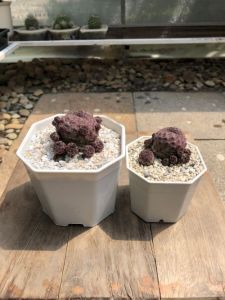 สตรอว์เบอร์รี่แคคตัส (Sulcorebutia Rauschii) ลูกสตอว์เบอรี่น่ารัก ออกหน่อเก่งมาก กว้าง 5-6 cm