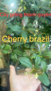 Cherry Brazil  (Thích Hợp Khí Hậu Việt Nam)