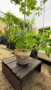 INFARM - Benih Sayur Bayam Merah Benih Unggul Sayur Bayam Merah Bibit Super Sayur Bayam Merah Manis Daun Lebat Bibit Mudah Tumbuh Cepat Panen Benih Bayam Merah Berkualitas Premium Daya tumbuh Tinggi Benih Tahan Hama Cocok untuk Tanam Di Kebun