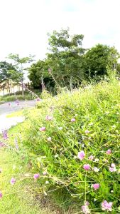 Flower Sweather (สําหรับน้องหมาน้องเเมว)