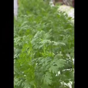 CHIATAI เมล็ดพันธุ์ดอกไม้ เจียไต๋ ดาวกระจายสีเหลืองส้ม F1#H010 ประมาณ 54 เมล็ด ดาวกระจาย เมล็ดพันธุ์ ดอกไม้ เมล็ดดอกไม้ ตราเครื่องบิน