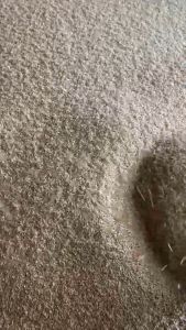 Telur Jangkrik Madu Kunyit Super Budidaya Sendiri