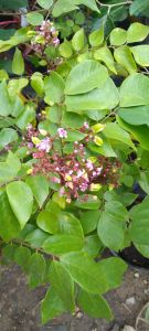 cây khế ngọt bầu to cây cao 1m cây cao hơn 2m giá 800k.