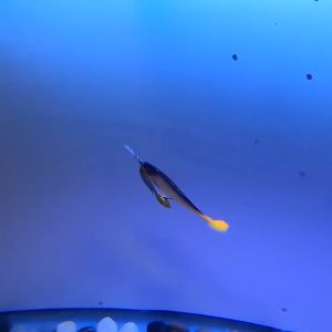 Gói 5 con mồi mềm NFF đủ màu siêu nhạy cá tặng 1 lưỡi móc